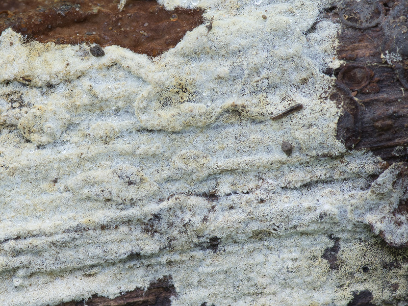 Botryobasidium laeve